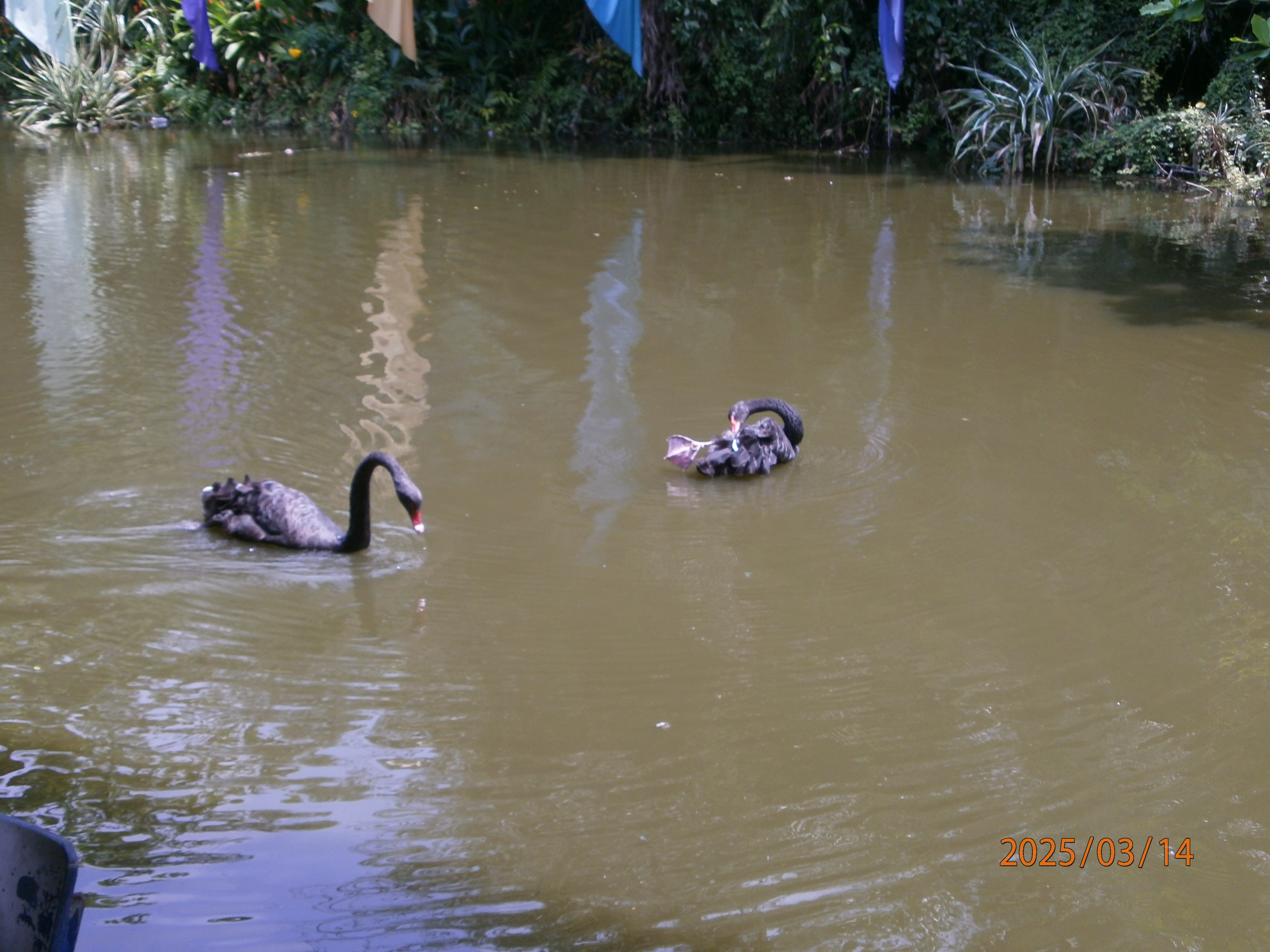 Safari Park
