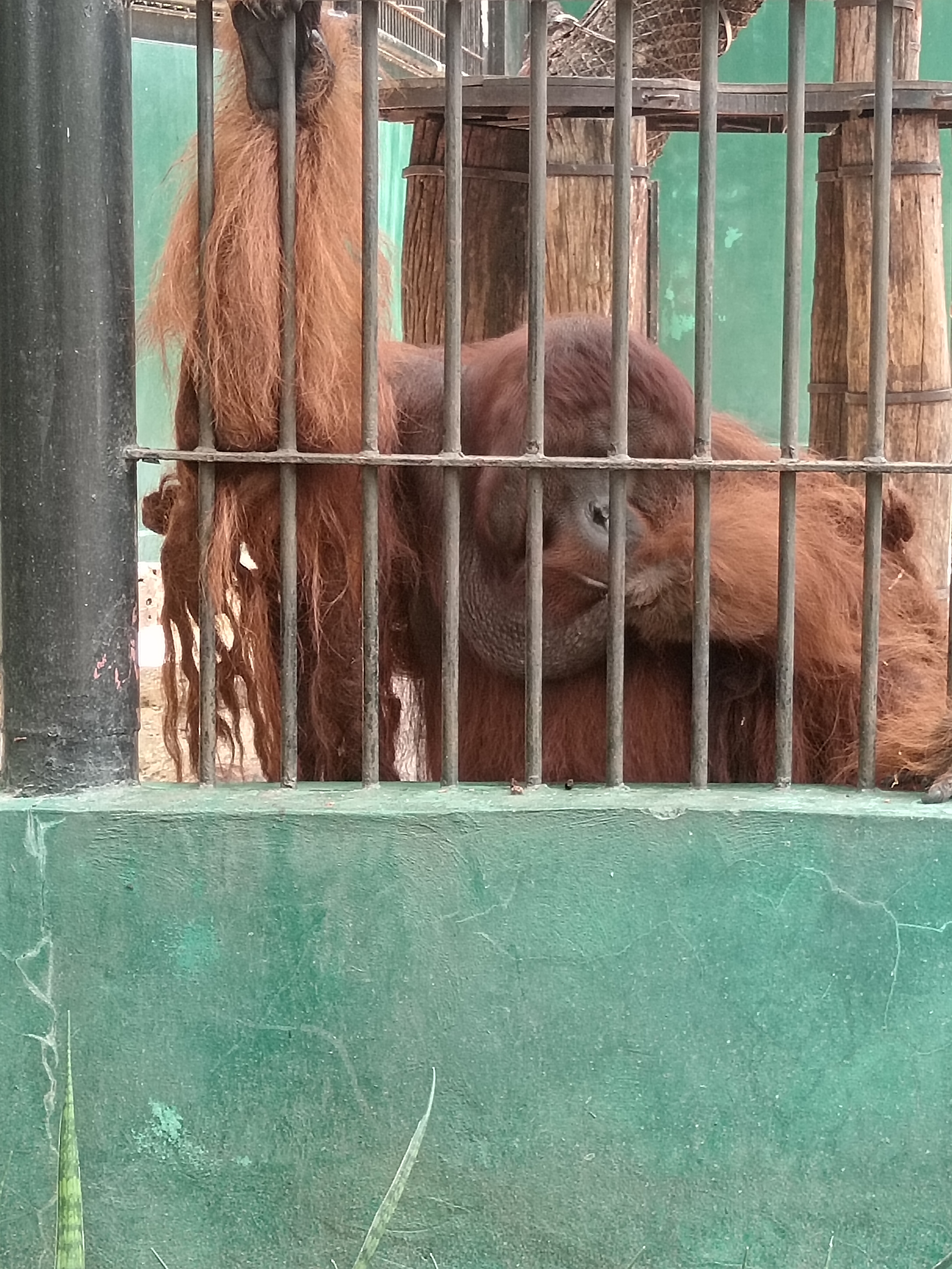 Safari Park