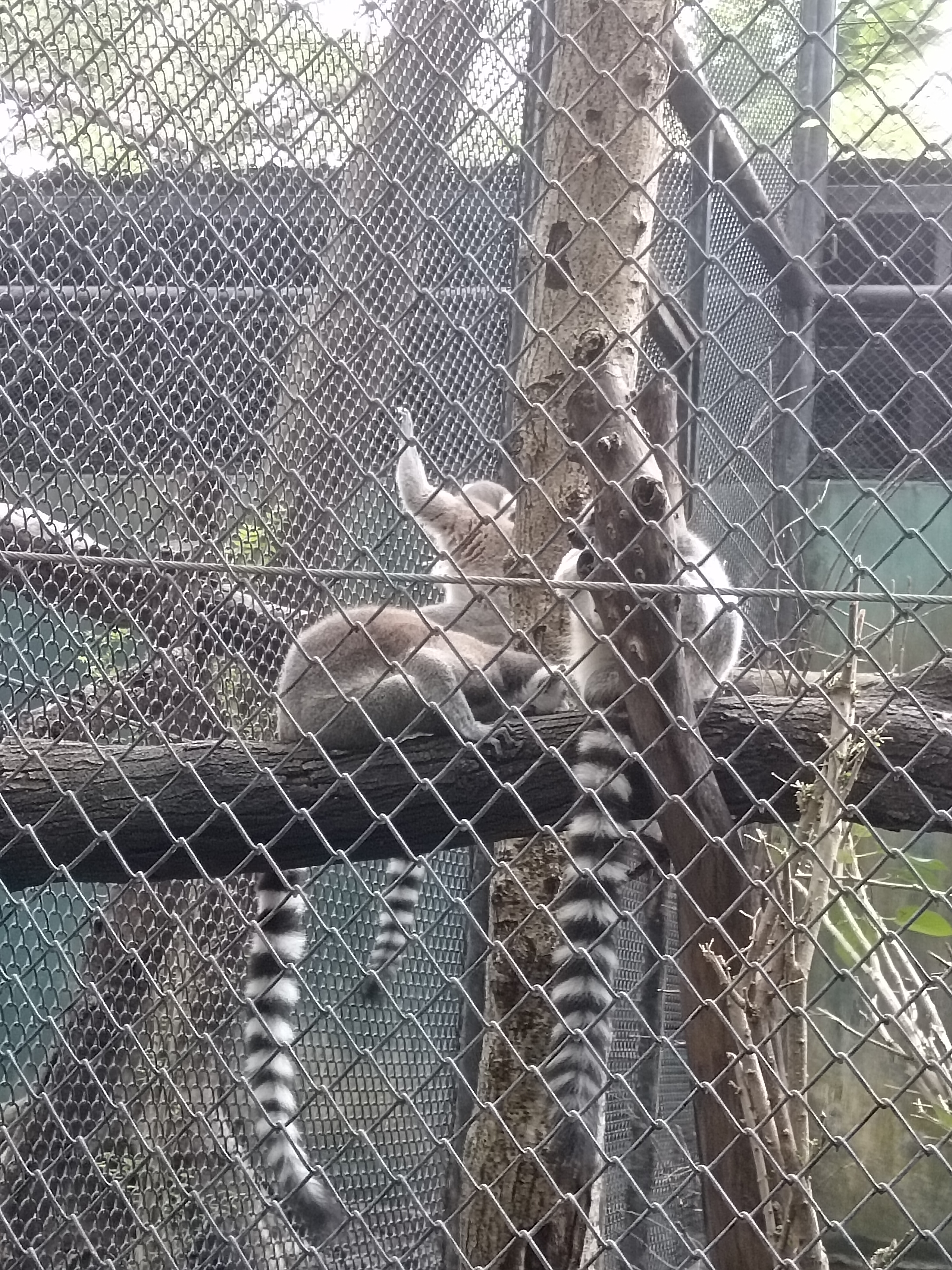 Safari Park