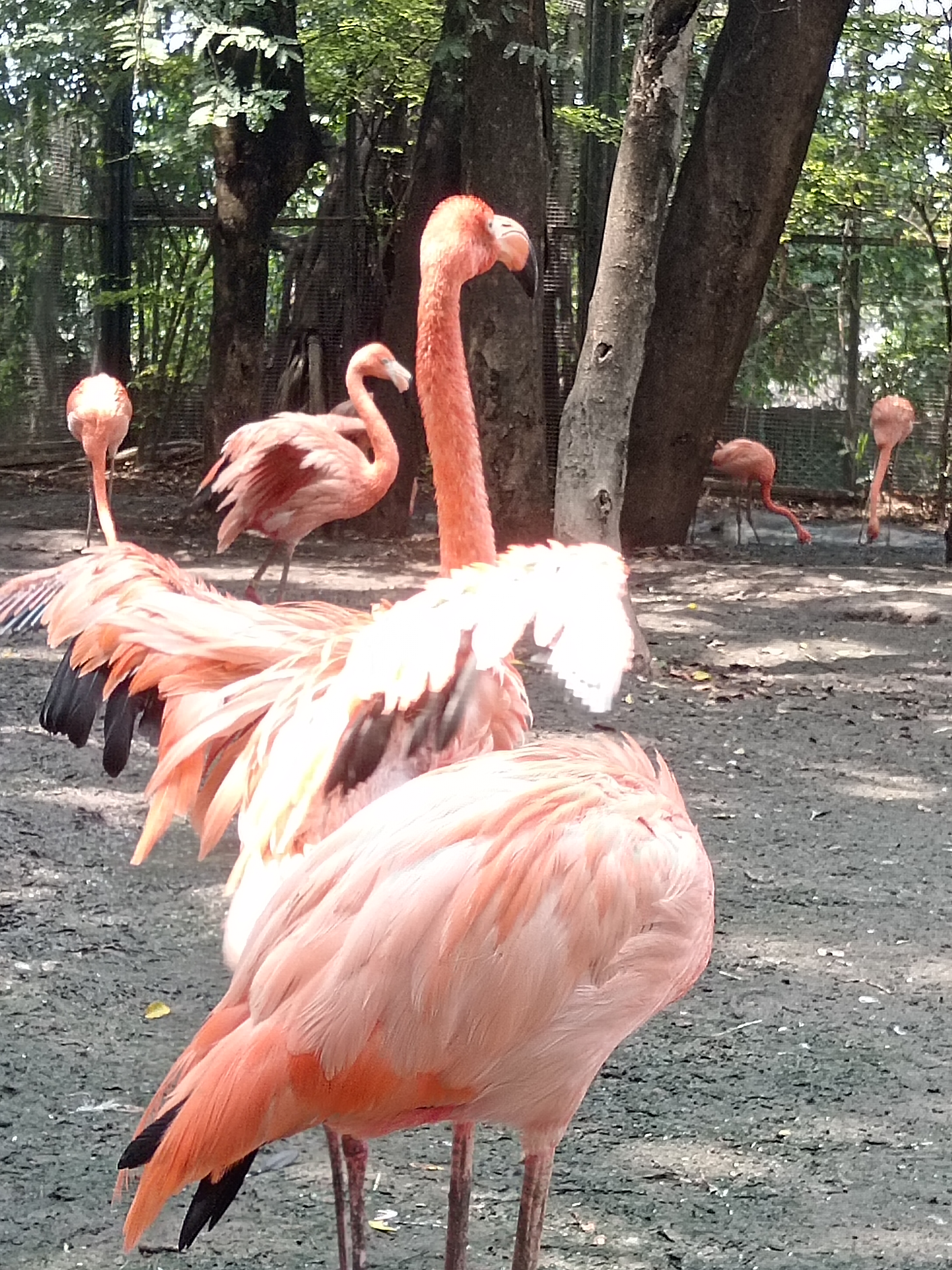 Safari Park