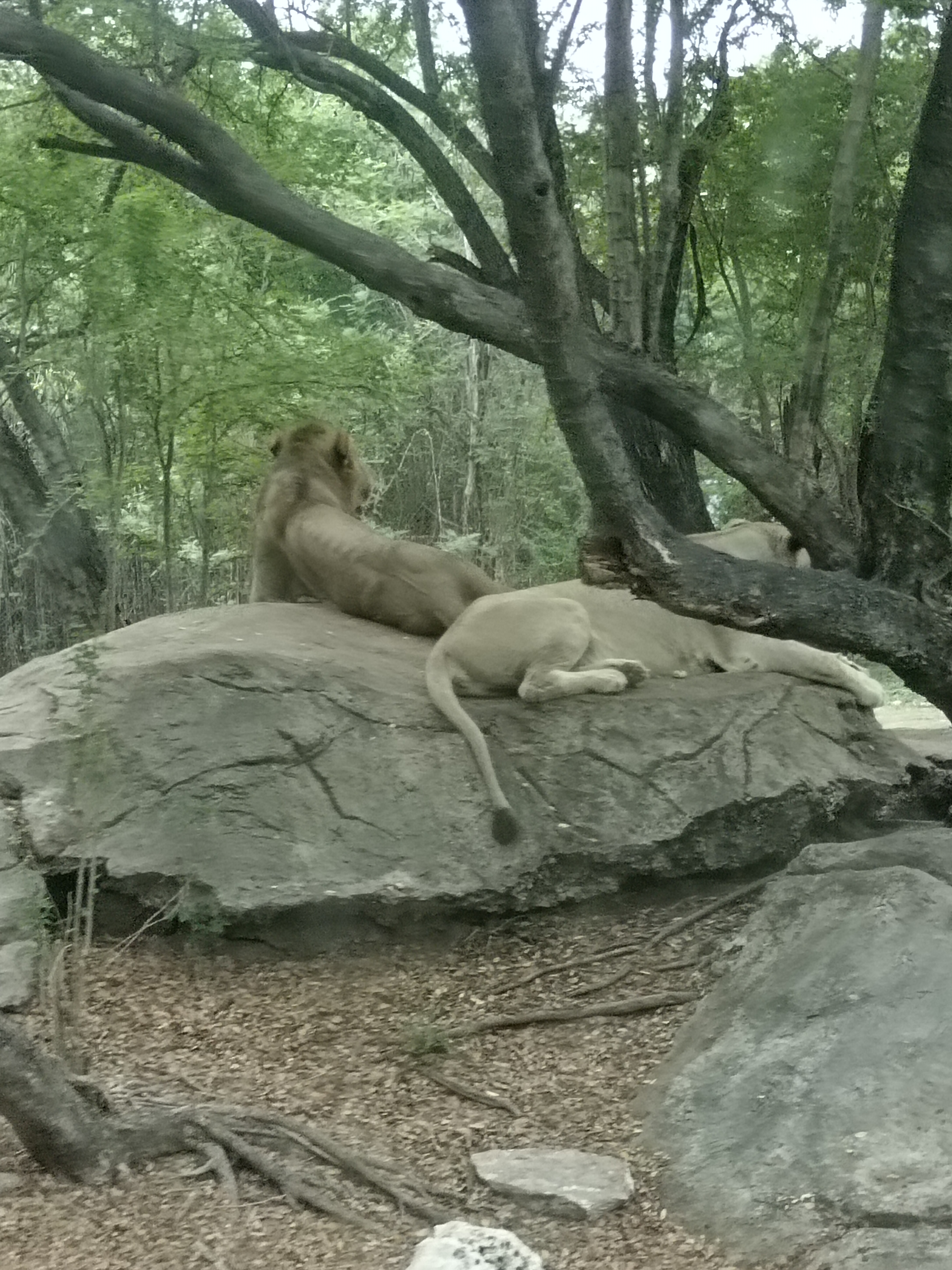 Safari Park