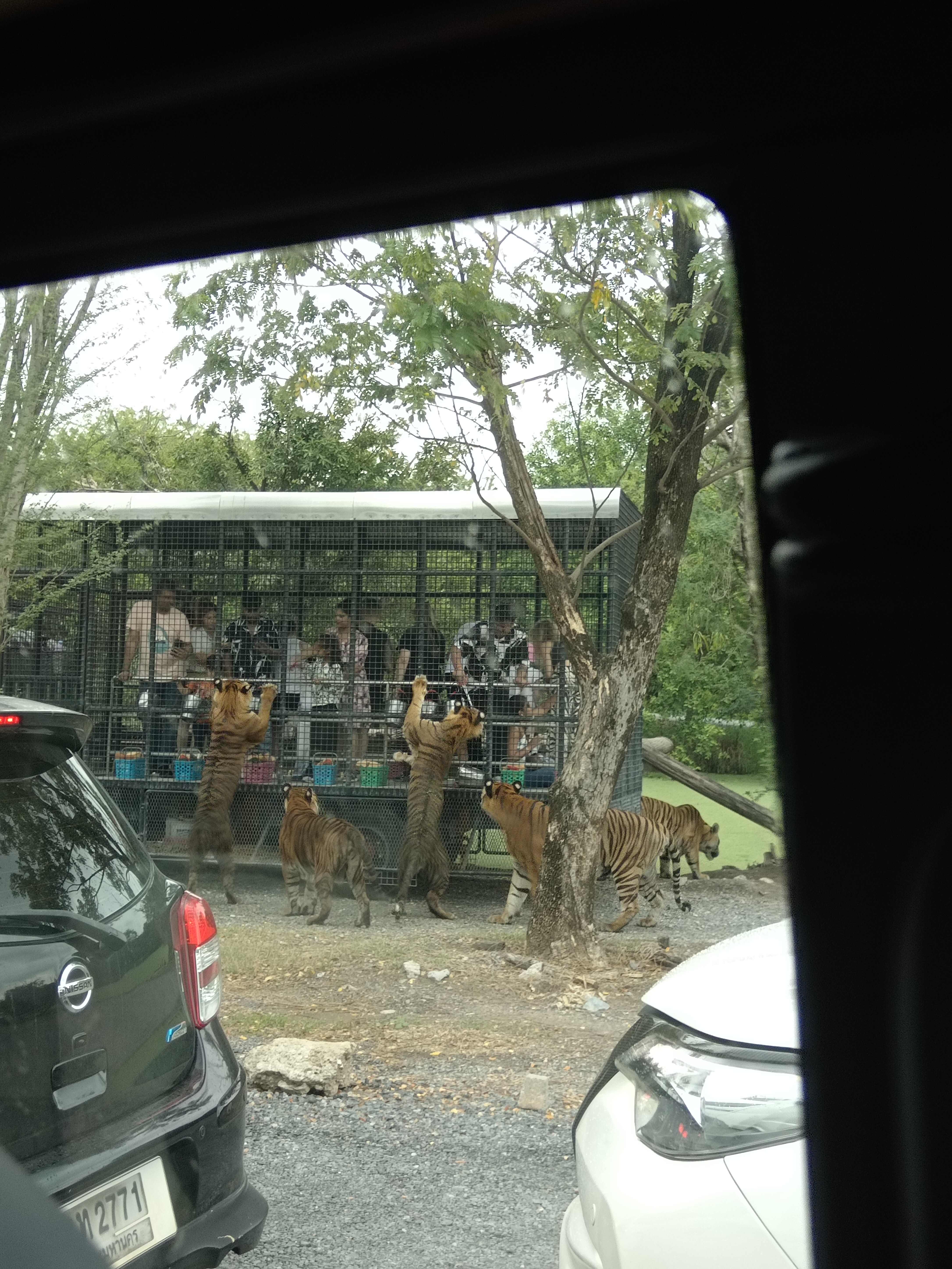 Safari Park