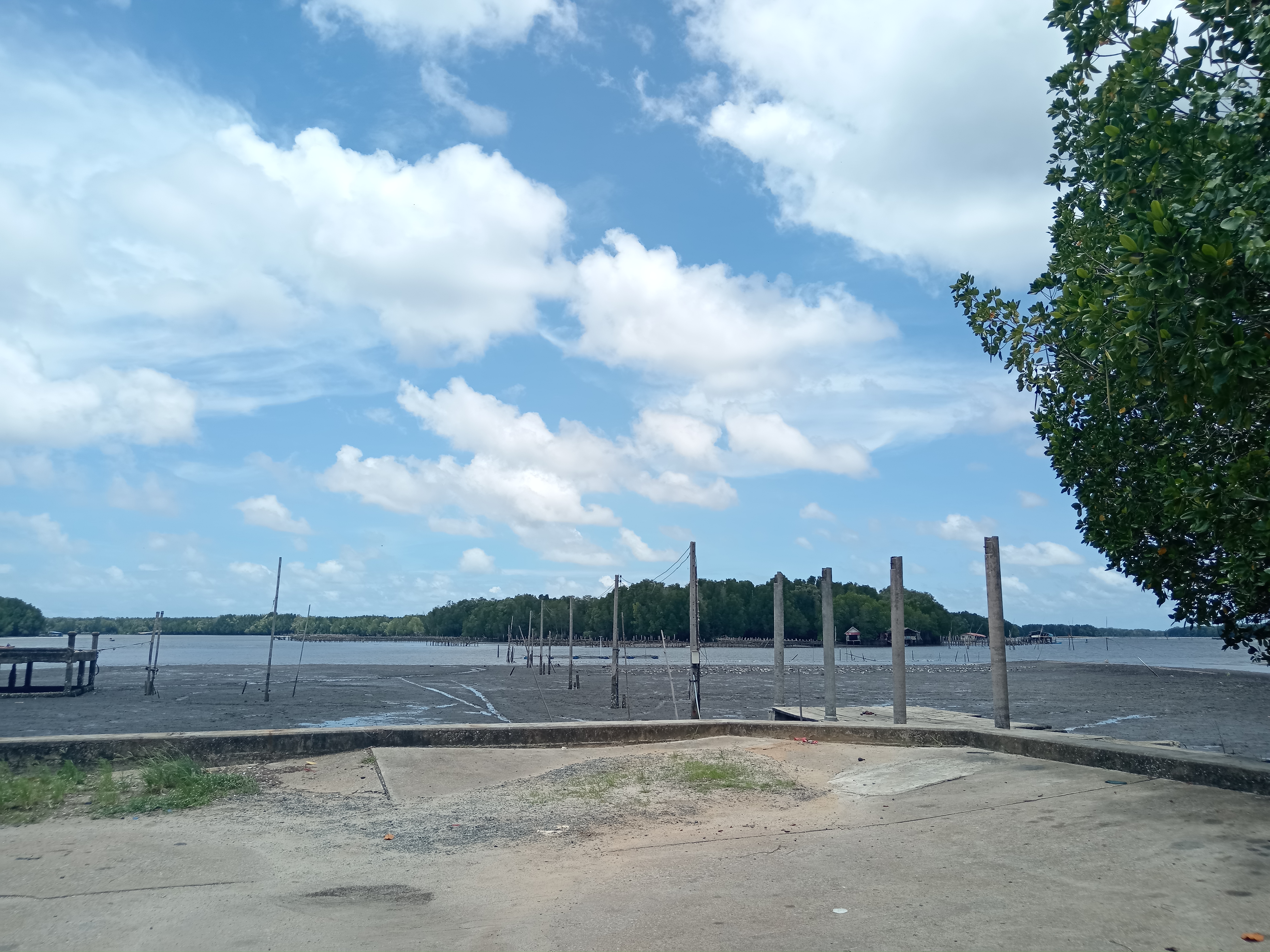 Mangrove forest