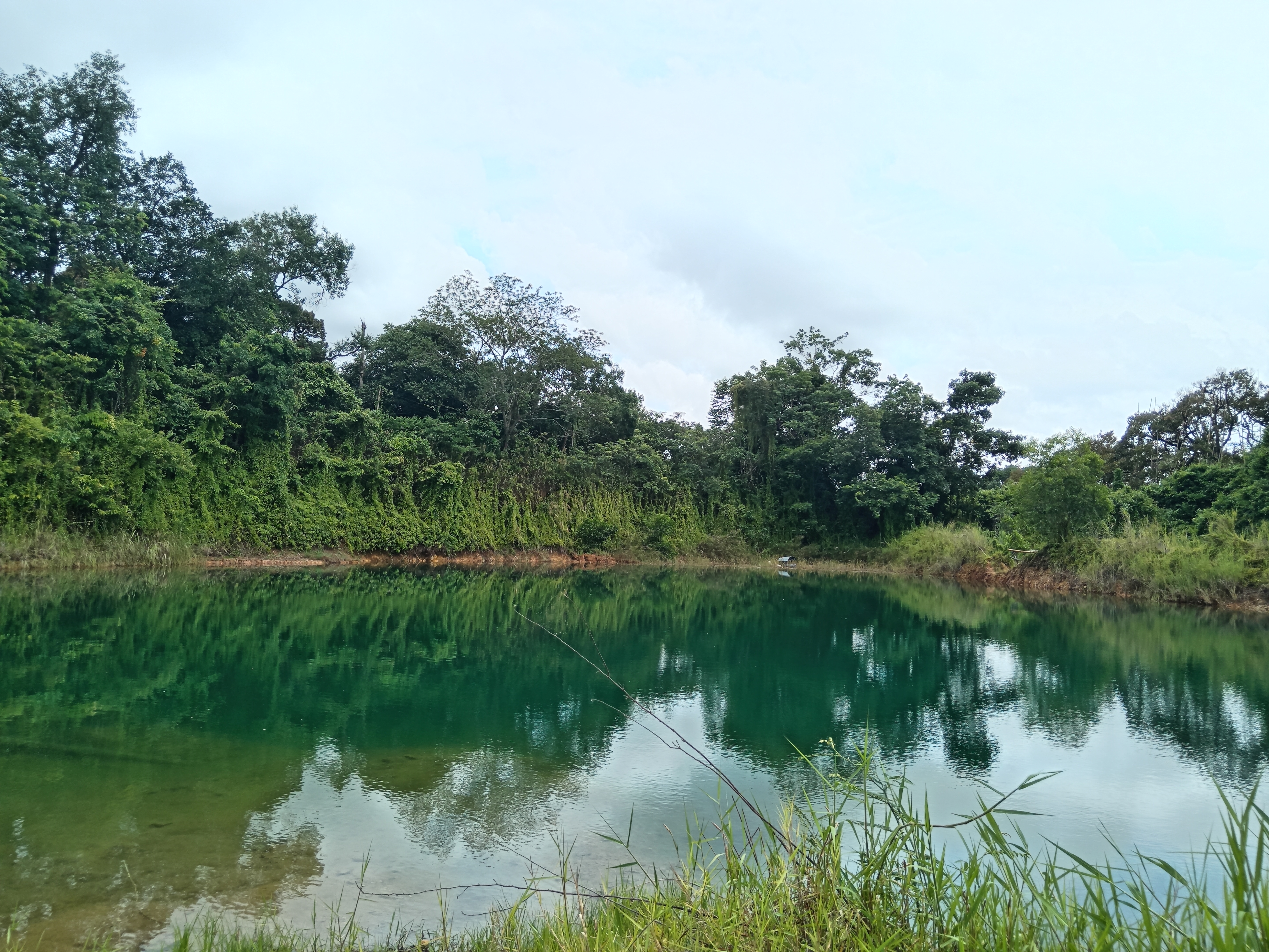 Mangrove forest